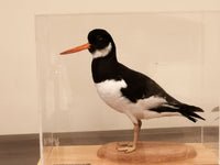 Oyster Catcher