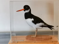 Oyster Catcher