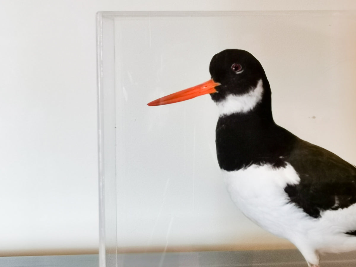 Oyster Catcher