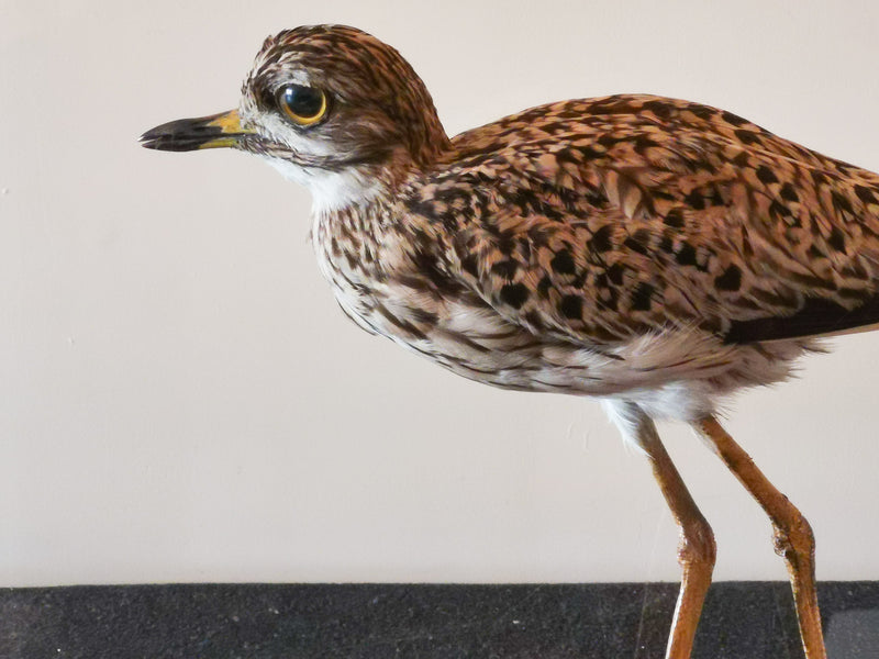 Stone Curlew