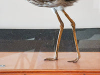 Stone Curlew