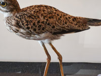 Stone Curlew