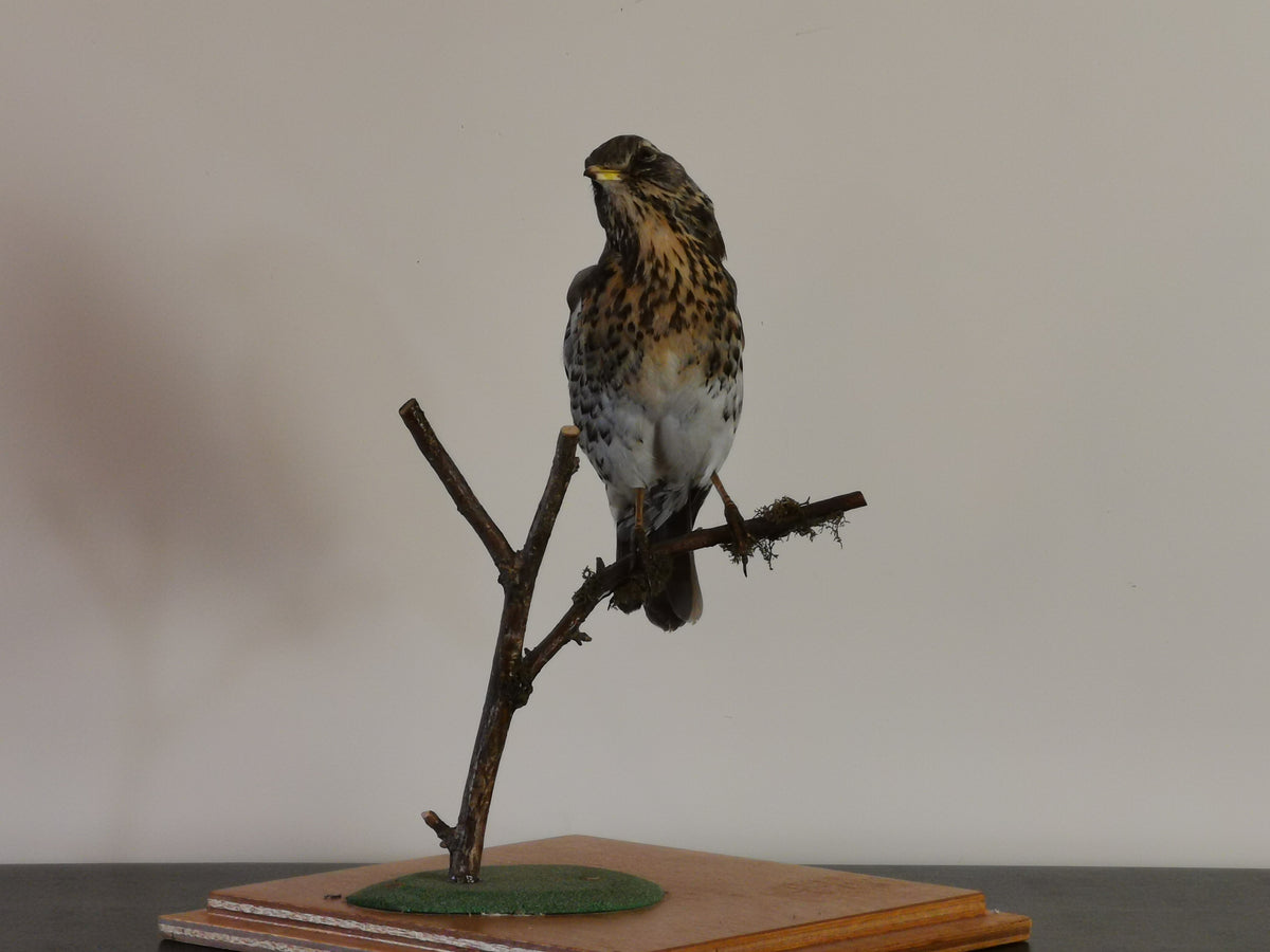 Fieldfare