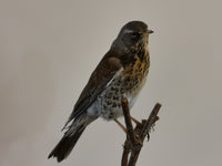 Fieldfare