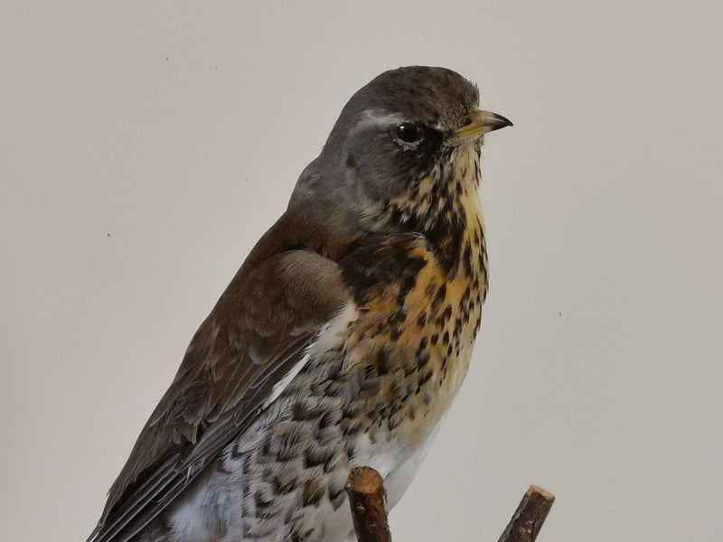 Fieldfare