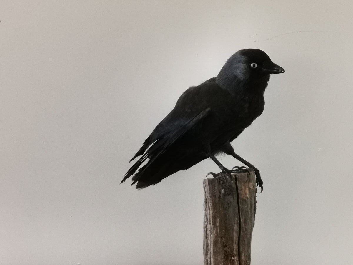 Jackdaw