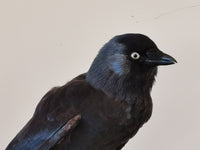 Jackdaw