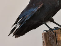 Jackdaw