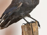 Jackdaw