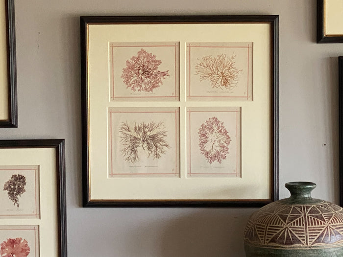 19th Century Framed Seaweeds