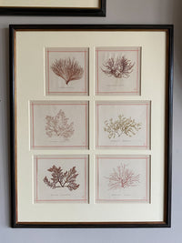 19th Century Framed Seaweeds