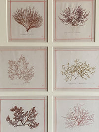 19th Century Framed Seaweeds