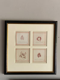 19th Century Framed Seaweeds