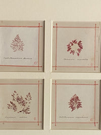 19th Century Framed Seaweeds