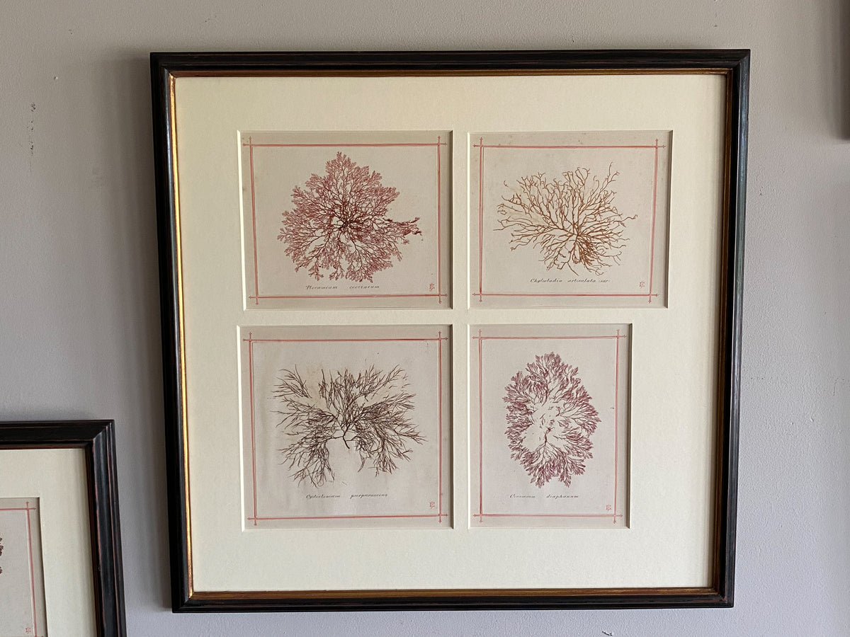 19th Century Framed Seaweeds