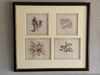 19th Century Framed Seaweeds