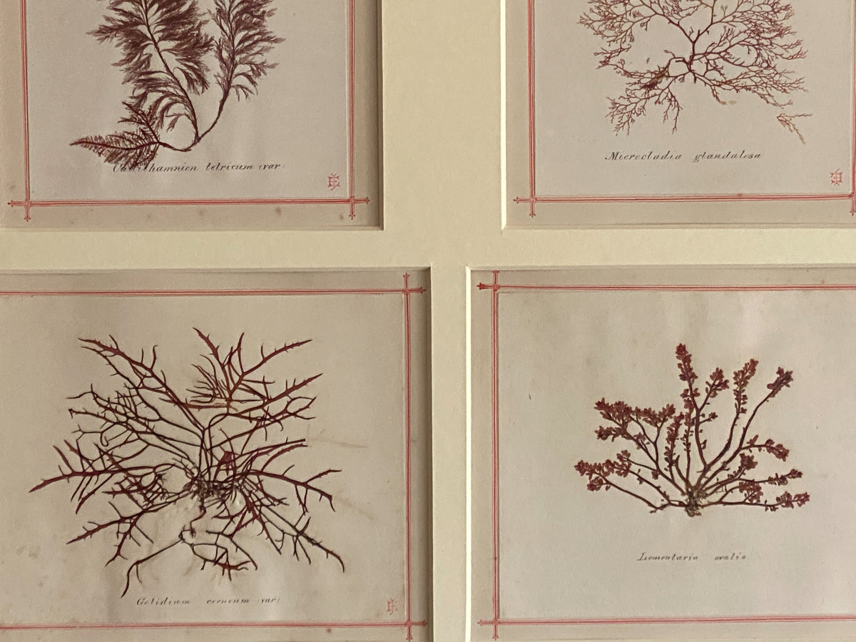 19th Century Framed Seaweeds