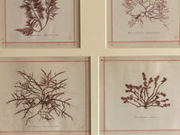 19th Century Framed Seaweeds