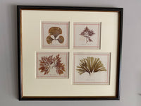 19th Century Framed Seaweeds