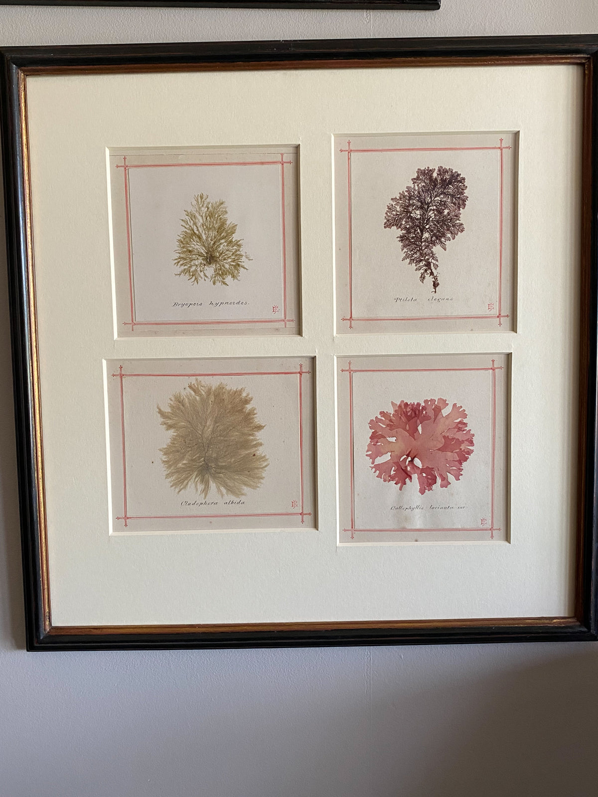 19th Century Framed Seaweeds